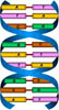 DNA helix