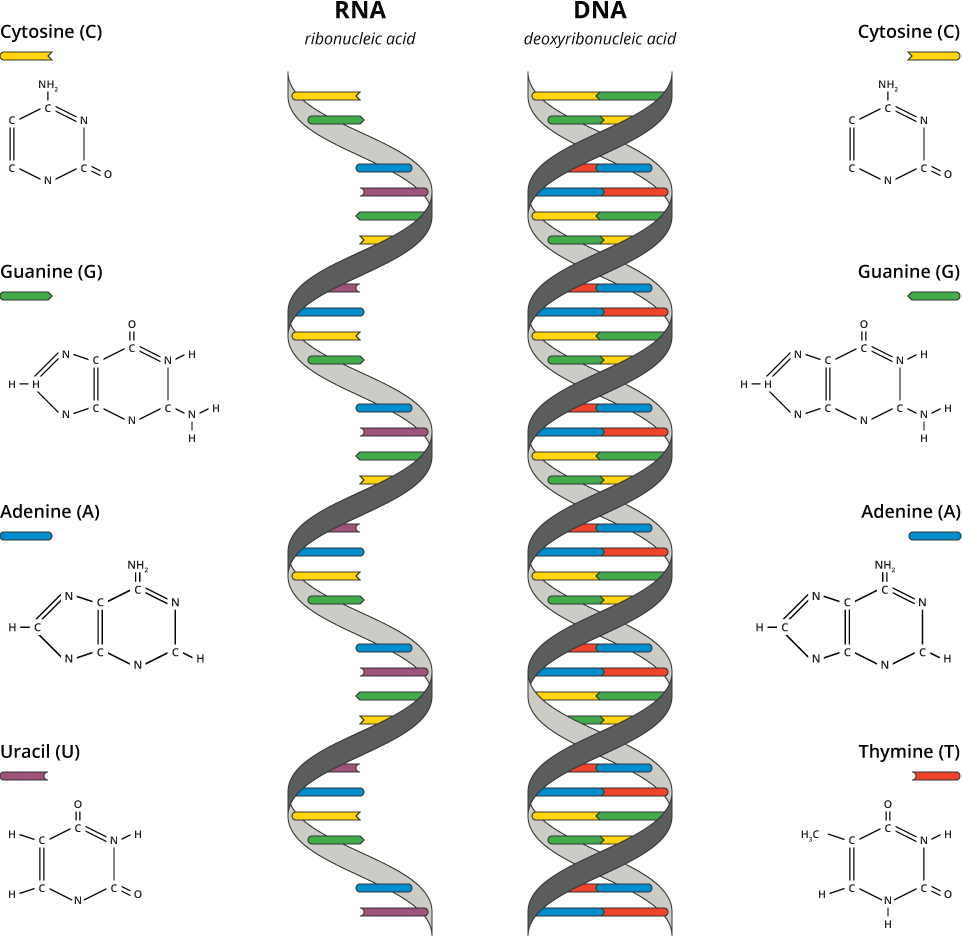 Una comparaciÃ³n de Ã¡cido ribonucleico (ARN) y Ã¡cido desoxirribonucleico (ADN)