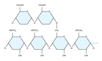 The Glycogen Molecule