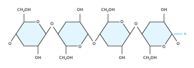 The Cellulose Molecule