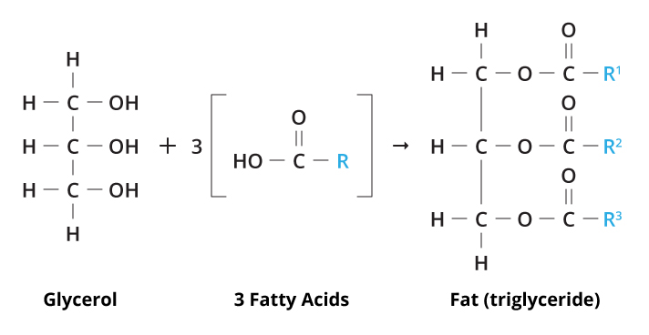 Fat Molecule Picture 80