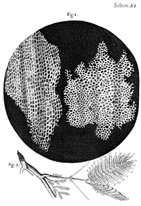 El corcho descrito en Microgaphia por Robert Hooke