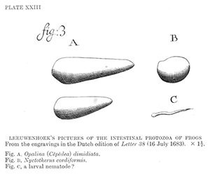 Los dibujos de Leeuwenhoek de protozoos