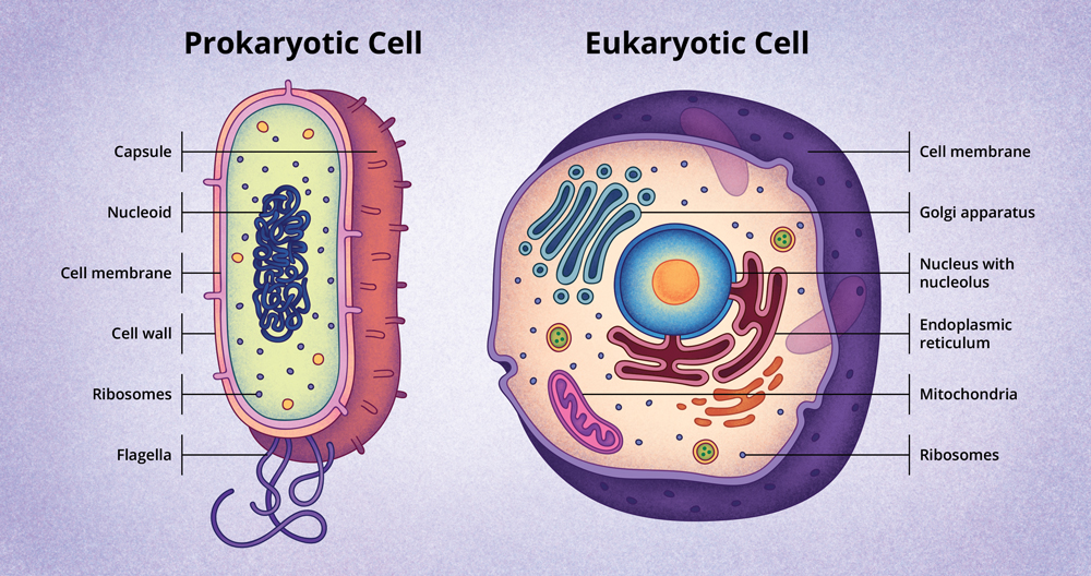 Las cÃ©lulas de eucariotas y procariotas
