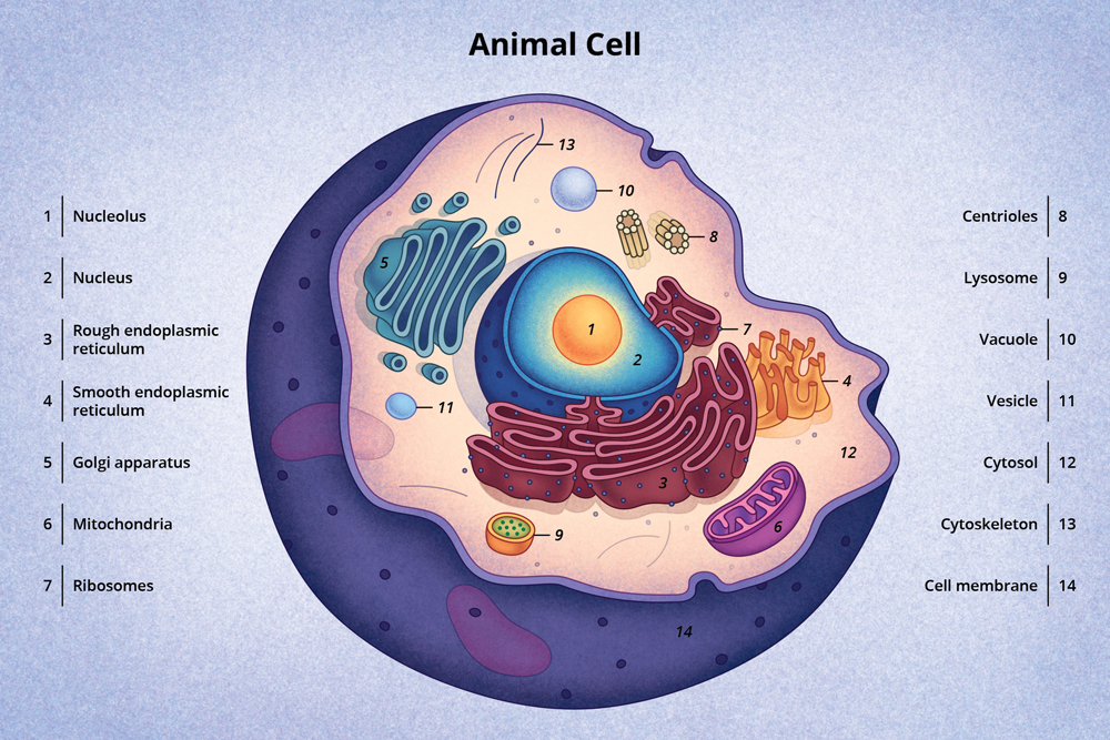 Un diagrama de una célula animal típica