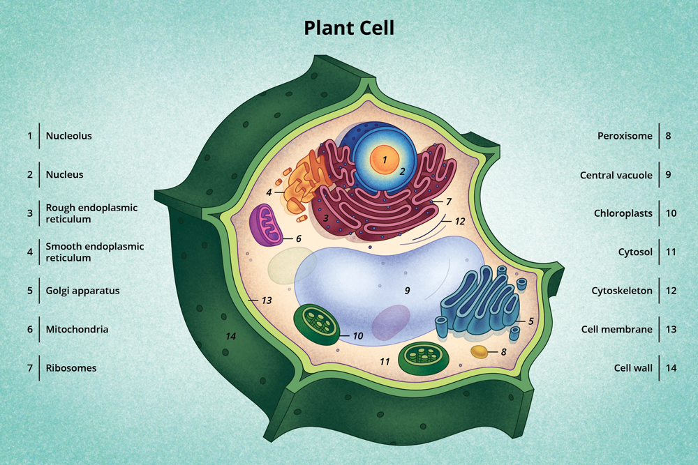 Un diagrama de una célula vegetal típica