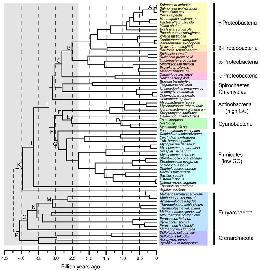 Una escala de tiempo de la evolución procariota: ideas del origen de metanogénesis, fototrofía, y la colonización de tierras.
