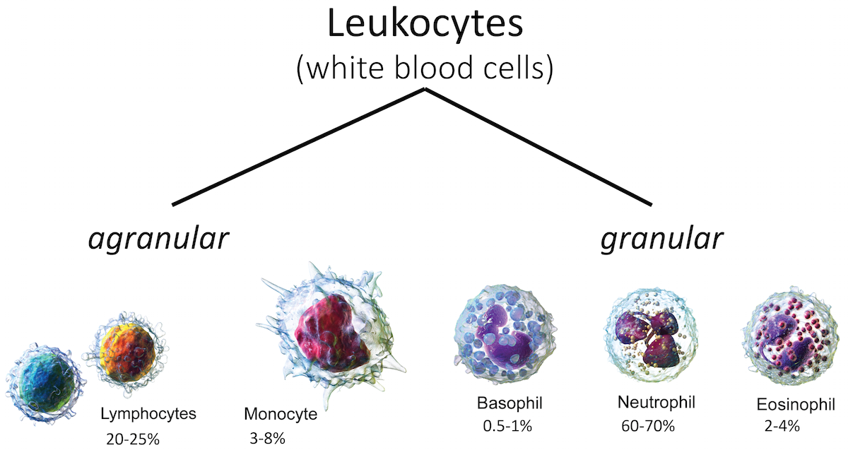 Agranular white blood cells