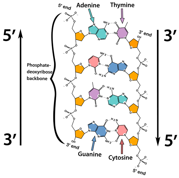Mastering Your Way To Med School Bio 1000 DNA Structure Replication 