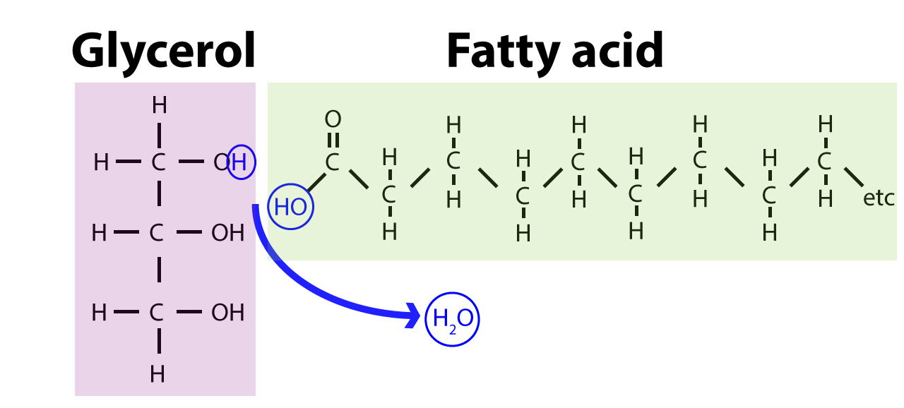 Fatty Acids Three Fatty Acids Attached To One Glycerol Molecule