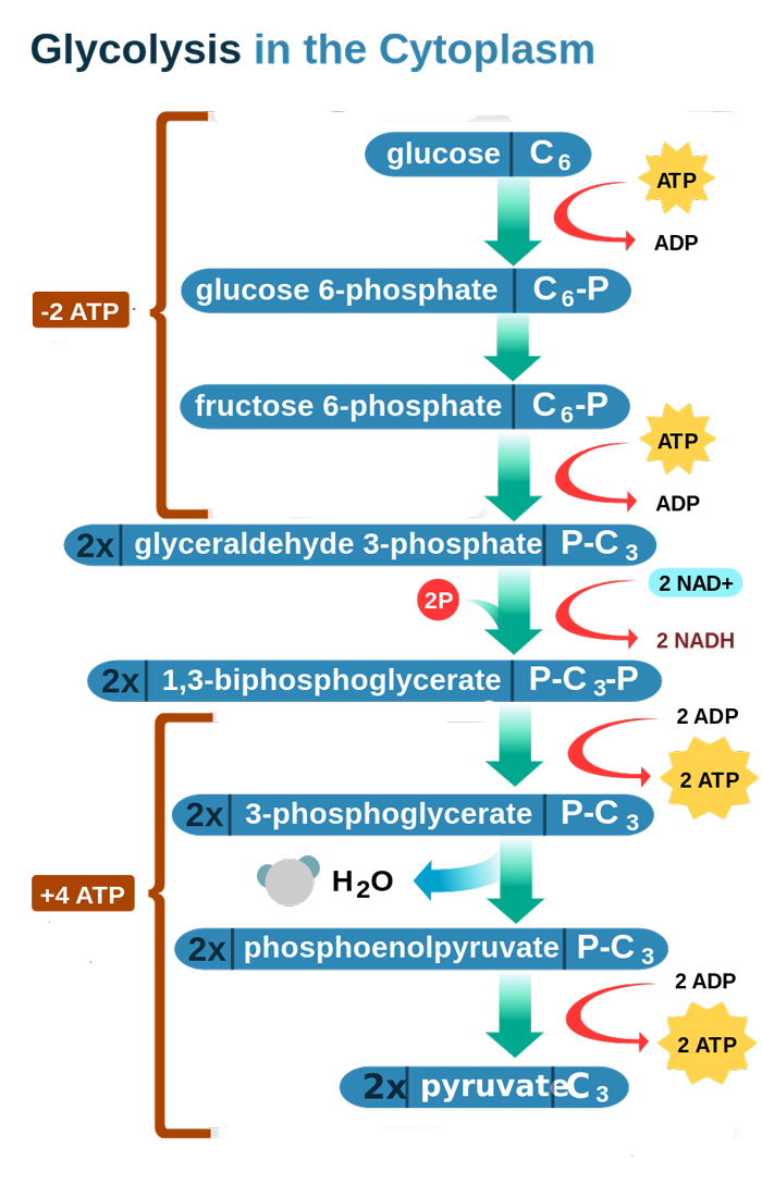 Glycolysis   metabolic pathways | sigma aldrich