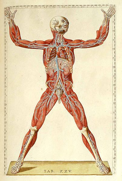 Figure 3: Human Anatomy. Colored copperplate of work by Bartolomeo Eustachi (d. 1574).