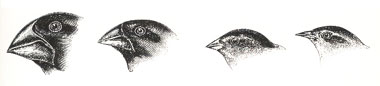 Figure 2: The beaks of four species of Galapagos finches, from Darwin's Journal of Researches, 1839. Darwin found that the beaks of finches on islands throughout the Galapagos were specialized to optimize the diet available to them. Thus, finches on islands where large, hard-shelled nuts were prevalent developed robust beaks (far left), and finches on islands where insects or flowers were available developed delicate, pointy beaks (far right). 
