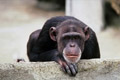 Figura 1: Un chimpancé