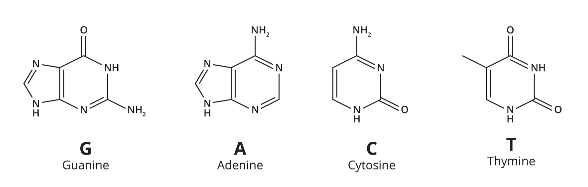 Figure 6: The nitrogen bases. Shown here are the four different nitrogen bases found in DNA nucleotides. Note that guanine and adenine, the purines, have two rings, while cytosine and thymine, the pyrimidines, have only one ring.