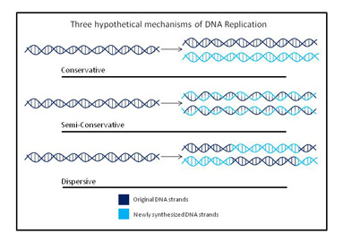 Figure 1: Three competing models of DNA replication. This diagram shows the three competing models of DNA replication in the 1950s and 1960s.