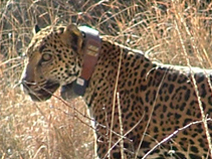 Figure 3: A jaguar, nicknamed Macho B by researchers, wearing a radio telemetry collar.