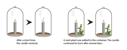 Figure 1: Priestley’s experiments suggested leaves “refreshed” the air inside a closed container.