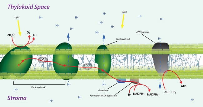 Figure 7: Photosynthesis proteins embedded in a thylakoid membrane deliver high energy electrons to the Calvin Cycle and send hydrogen ions into the lumen to generate a proton gradient.