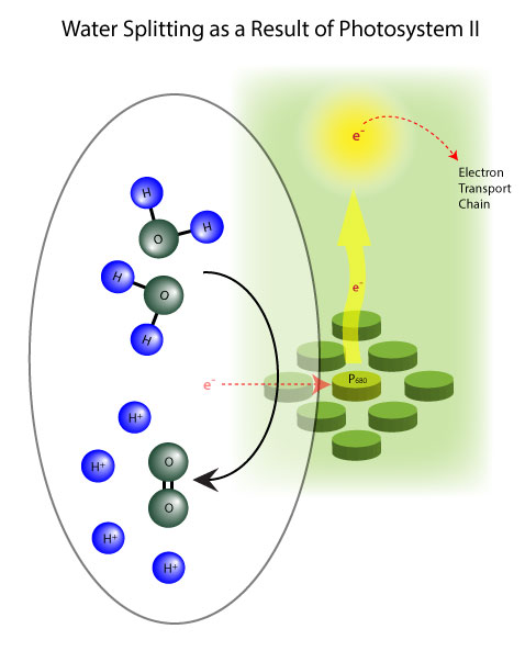 Figura 6: La formación de O2 por el fotosistema II.
