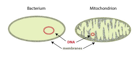 Figure 3: DNA in mitochondria and chloroplasts are circular like DNA in bacteria.