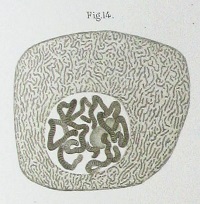Figure 4: Flemming's drawing of an insect cell treated with an aniline dye as he saw it under the microscope