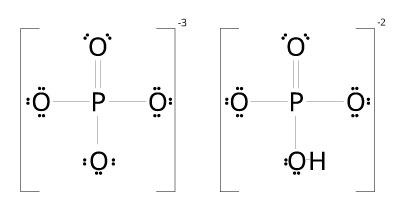 Figura 2: Fosfatos son una molécula biológica que tiene un papel importante en la estructura y función de seres vivientes. Estos contienen por lo menos un átomo de fósforo ligado a cuatro átomos de oxigeno, pero se enlaza con otros átomos (como el hidrógeno) para crear una amplia variedad de compuestos necesarios para la vida. 
