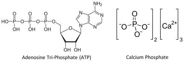 Figura 3: Trifosfato de adenosina (ATP) es responsable de transportar la energía química dentro de células para el metabolismo y el fosfato de calcio es el componente principal de leche, huesos y dientes.