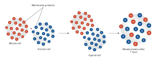 Figura 2: El experimento de la célula hibrida nos muestra de que las proteínas se mueven fluidamente al rededor de la membrana.