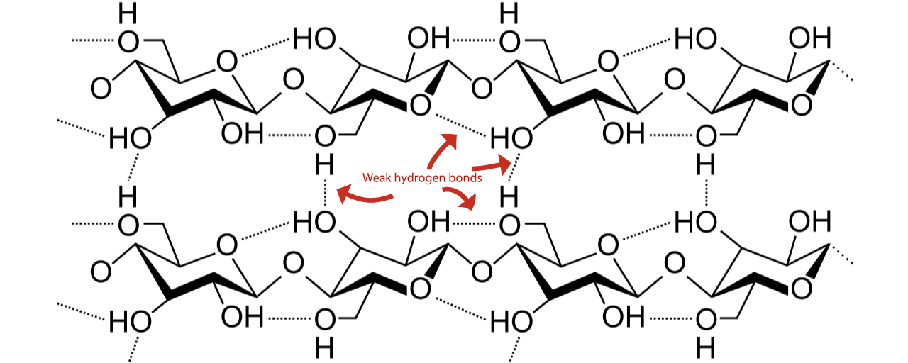 Figure 3: Structure of cellulose. The weak hydrogen bonds are easily broken.