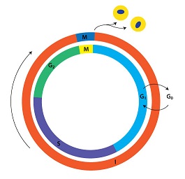 Figure 6: Relative lengths of the cell cycle phases, including the G1, S, and G2 phases that make up interphase.  Mitosis, here noted by M, is a relatively short period.