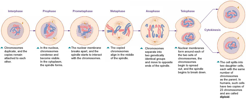 Figura 3: Una ilustración de fases de la mitosis: interfase, profase, prometafase, metafase, anafase y telofase. Este proceso después lleva al citocinesis.