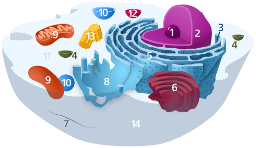 Figure 3: A diagram of a typical animal cell. Number 9 indicates the mitochondria structures in the cell.