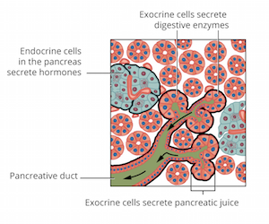 Figure 4: Using pancreatic tissue we see two types of gland cells: endocrine, which secrete products into the blood and exocrine, which have ducts that take secretions outside the blood.