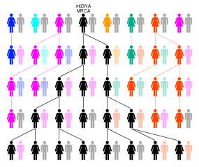 Figure 5: The Mitochondrial Eve female-lineage. Here the black matrilineal line is descended from mtDNA  matrilineal most recent common ancestor (MRCA).