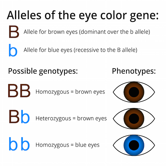 Figure 4: Using the example of the eye color Punnett square, the alleles, or variations of genes, are B for the dominant brown color and b for the recessive blue color. These combine to form the genotypes, the alleles an individual possesses, in BB, Bb, or bb combinations. Those with the at least one dominant allele, B, have the phenotype, or expressed characteristic, of brown eyes; those with two recessive b alleles have the phenotype of blue eyes.
