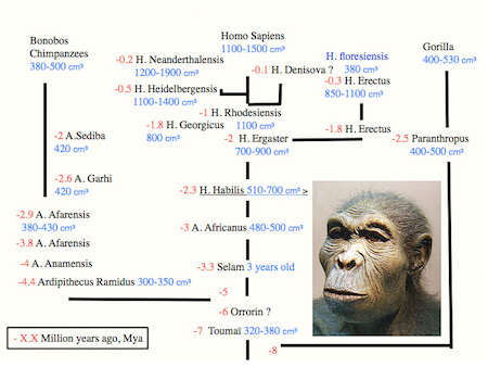Figure 5: The evolution of brain volumes (in cc) for different Homininae.