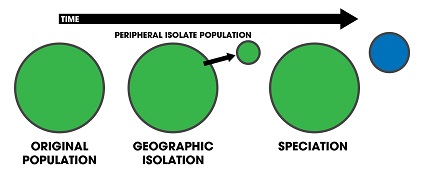 Figure 7: In this diagram a small population (blue) becomes isolated on the periphery of the central population (green), evolving into a separate species.