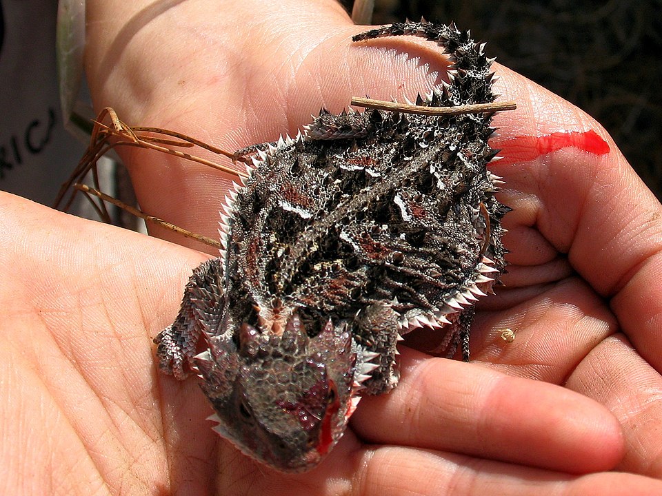 Figure 10: Mexican Plateau horned lizard (Phrynosoma orbiculare) in Mexico.