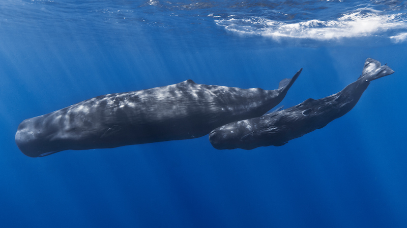 Figure 5: A mother sperm whale and her calf. Sperm whales, the largest toothed predator on Earth, were a prime target for whalers. Adult male sperm whales reach 18 meters (close to 60 feet) in length. 