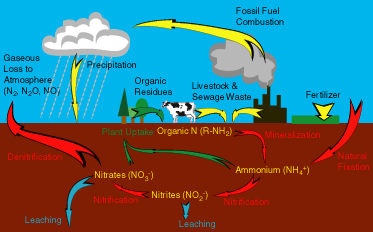 The Nitrogen Cycle | Earth Science | Visionlearning