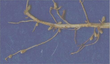 Figure 2: Part of a clover root system bearing naturally occurring nodules of Rhizobium, bacteria that can transform atmospheric nitrogen through the process of nitrogen fixation. Each nodule is about 2-3 mm long. Image courtesy of http://helios.bto.ed.ac.uk/bto/microbes/nitrogen.htm.