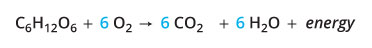 Chemical metabolism of glucose