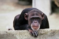 chimpanzee