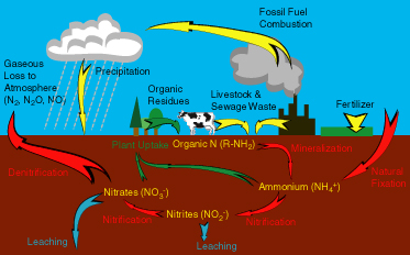 N Cycle