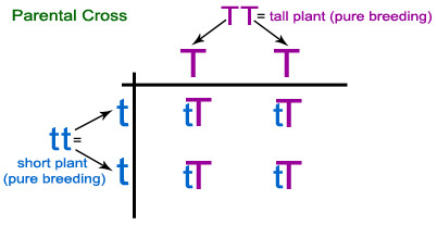 parental cross