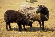 sheep