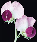 pea flower