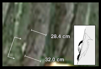 woodpecker graph