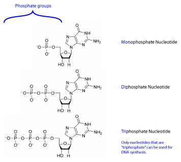 Phosphate groups_small